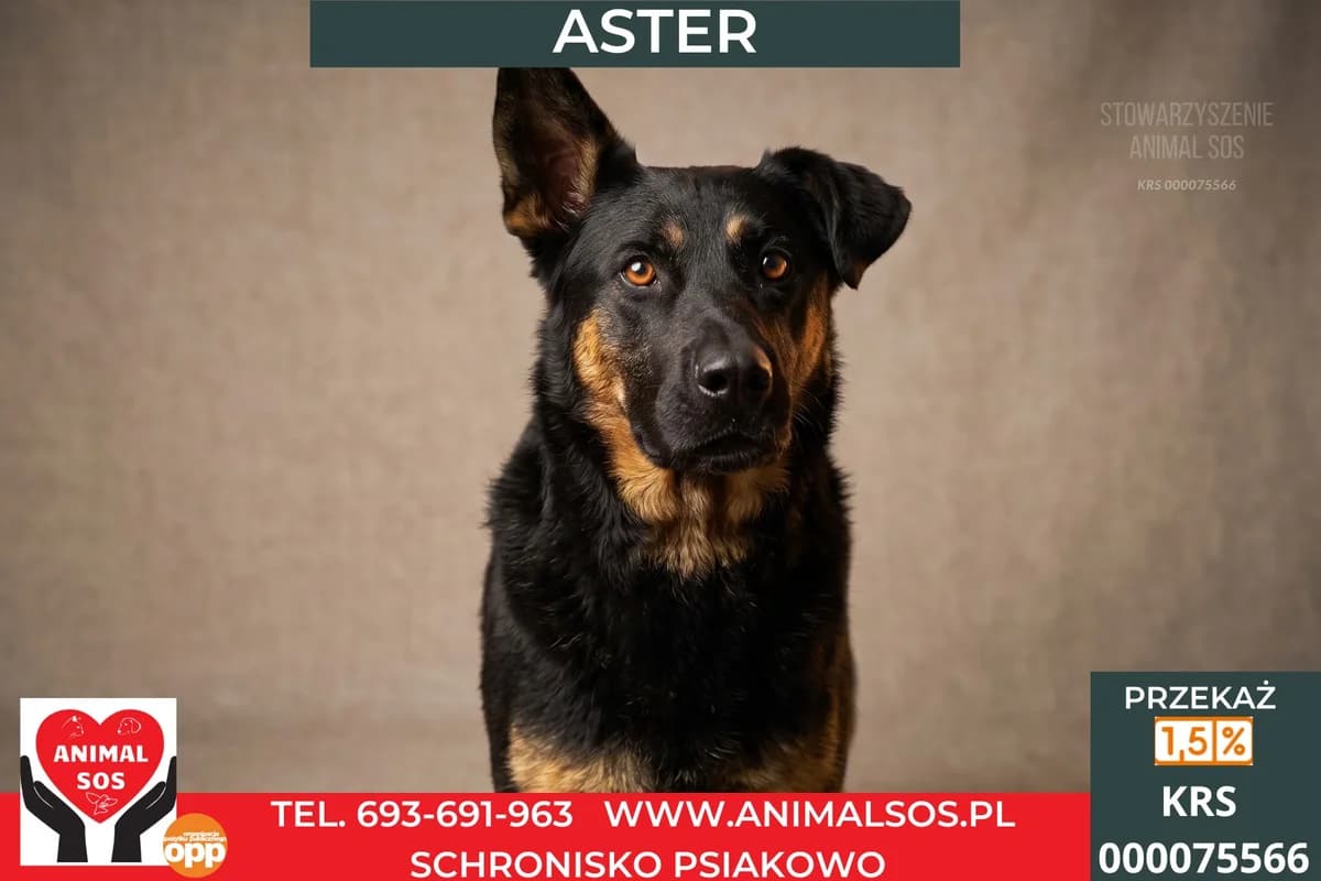 ASTER, Mixed Breed (Animal Sos Psiakowo Centrum Adopcyjne)