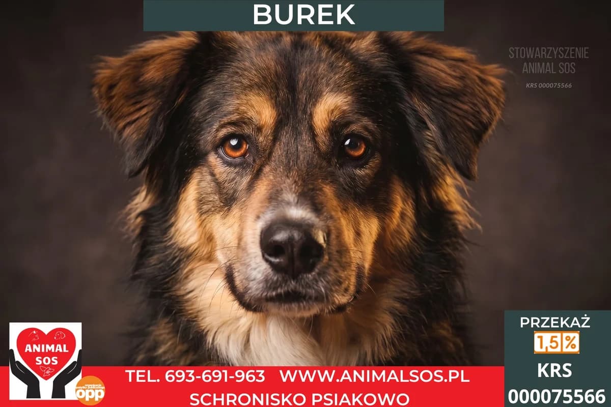 GBUREK, Mixed Breed (Animal Sos Psiakowo Centrum Adopcyjne)