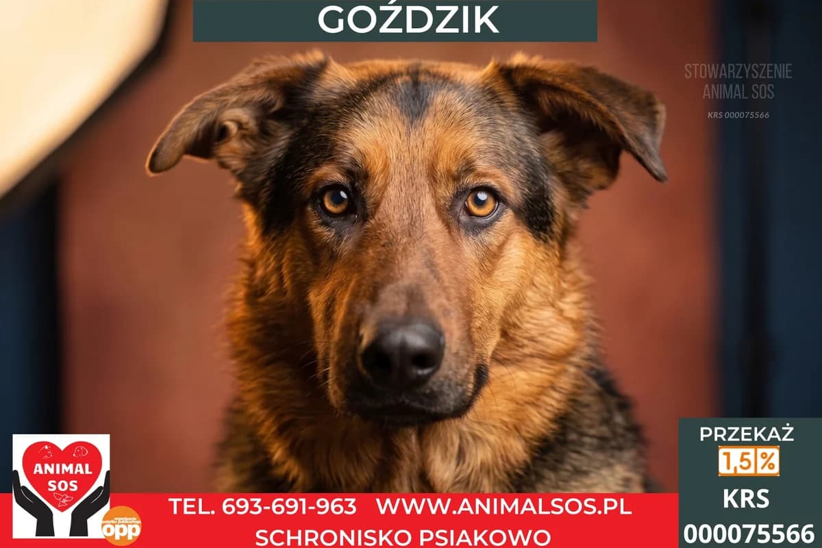 GOŹDZIK, Mixed Breed (Animal Sos Psiakowo Centrum Adopcyjne)