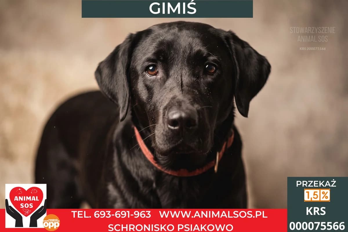 GIMIŚ, Mixed Breed (Animal Sos Psiakowo Centrum Adopcyjne)