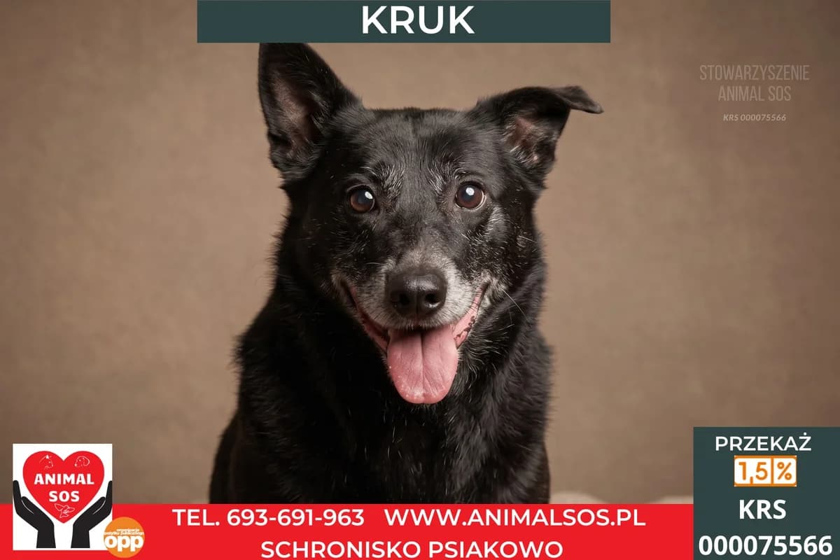 KRUK, Mixed Breed (Animal Sos Psiakowo Centrum Adopcyjne)