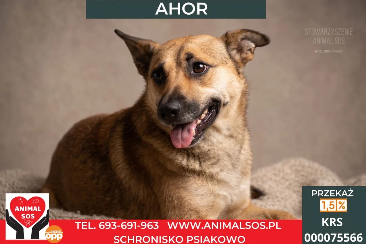 AHOR, Mixed Breed (Animal Sos Psiakowo Centrum Adopcyjne)