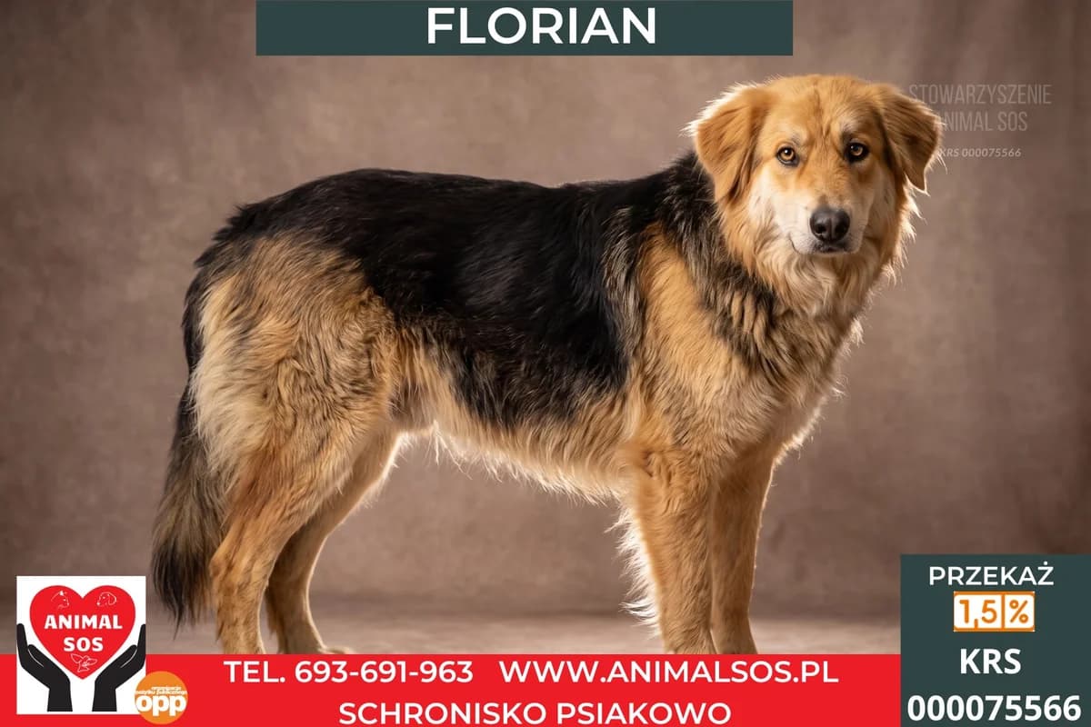 FLORIAN, Mixed Breed (Animal Sos Psiakowo Centrum Adopcyjne)