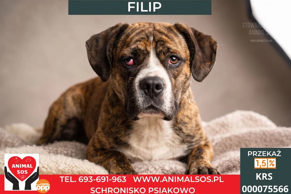 FILIP, Mixed Breed (Animal Sos Psiakowo Centrum Adopcyjne)