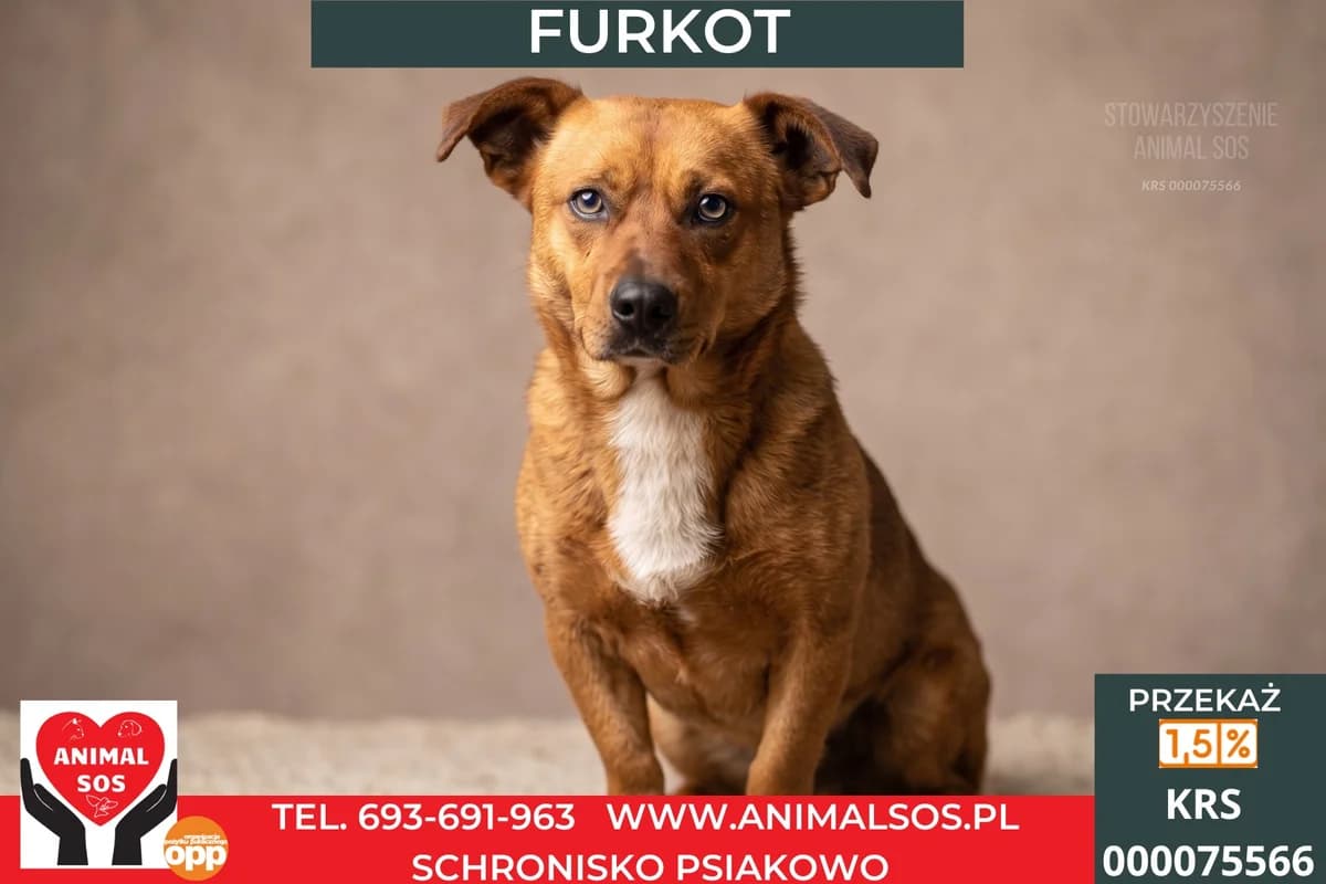 FURKOT, Mixed Breed (Animal Sos Psiakowo Centrum Adopcyjne)