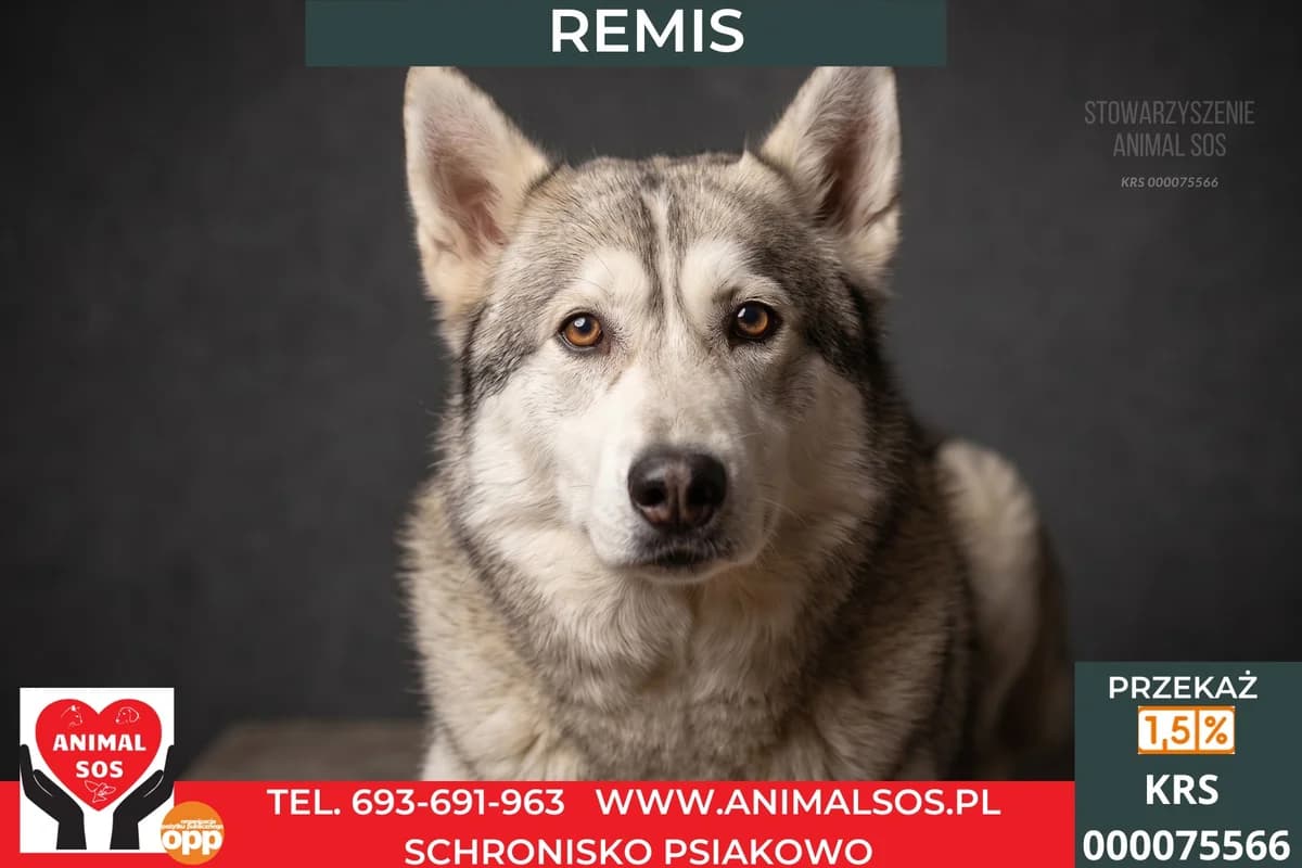 REMIS, Mixed Breed (Animal Sos Psiakowo Centrum Adopcyjne)