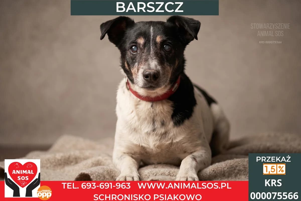 BARSZCZ, Mixed Breed (Animal Sos Psiakowo Centrum Adopcyjne)