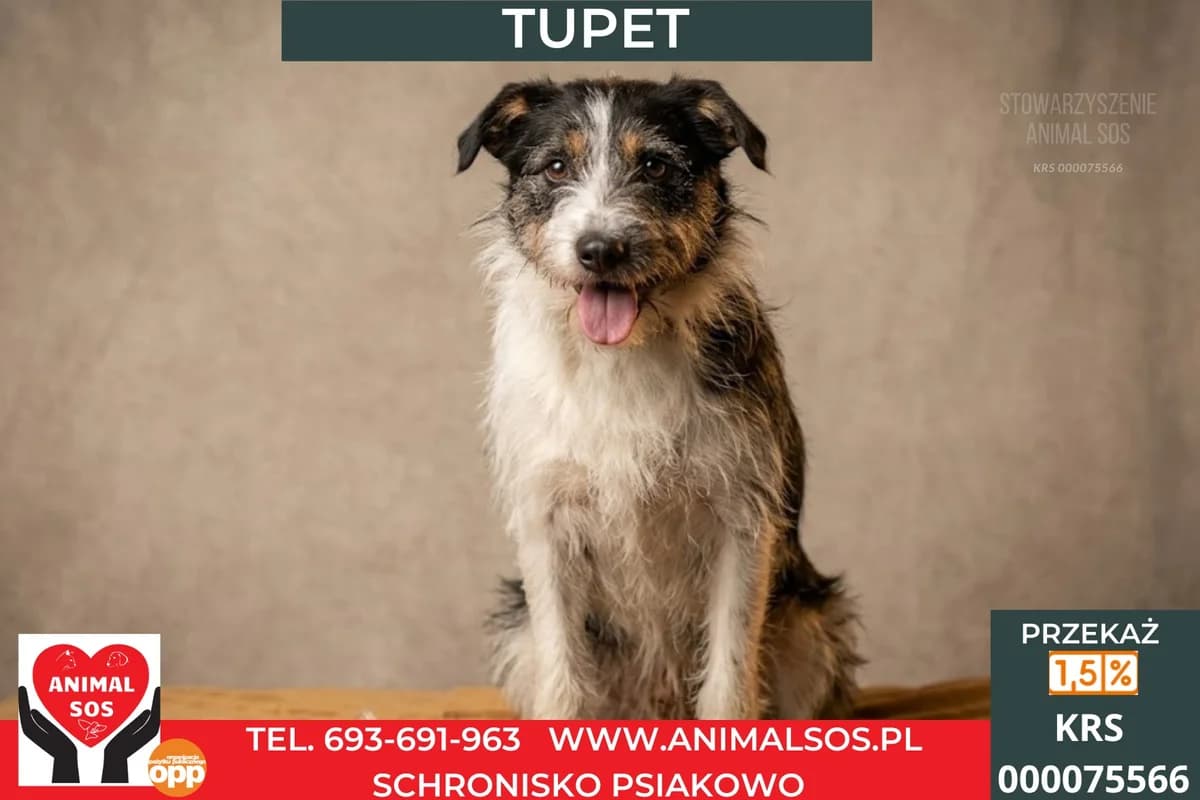 TUPET, male young Mixed Breed for adoption at Animal Sos Psiakowo Centrum Adopcyjne, 99-423