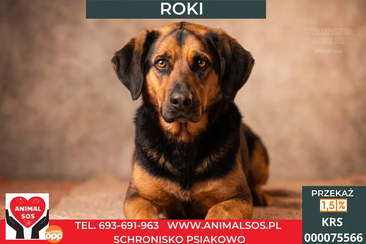 ROKI, male 6yo Mixed Breed for adoption at Animal Sos Psiakowo Centrum Adopcyjne, 99-423