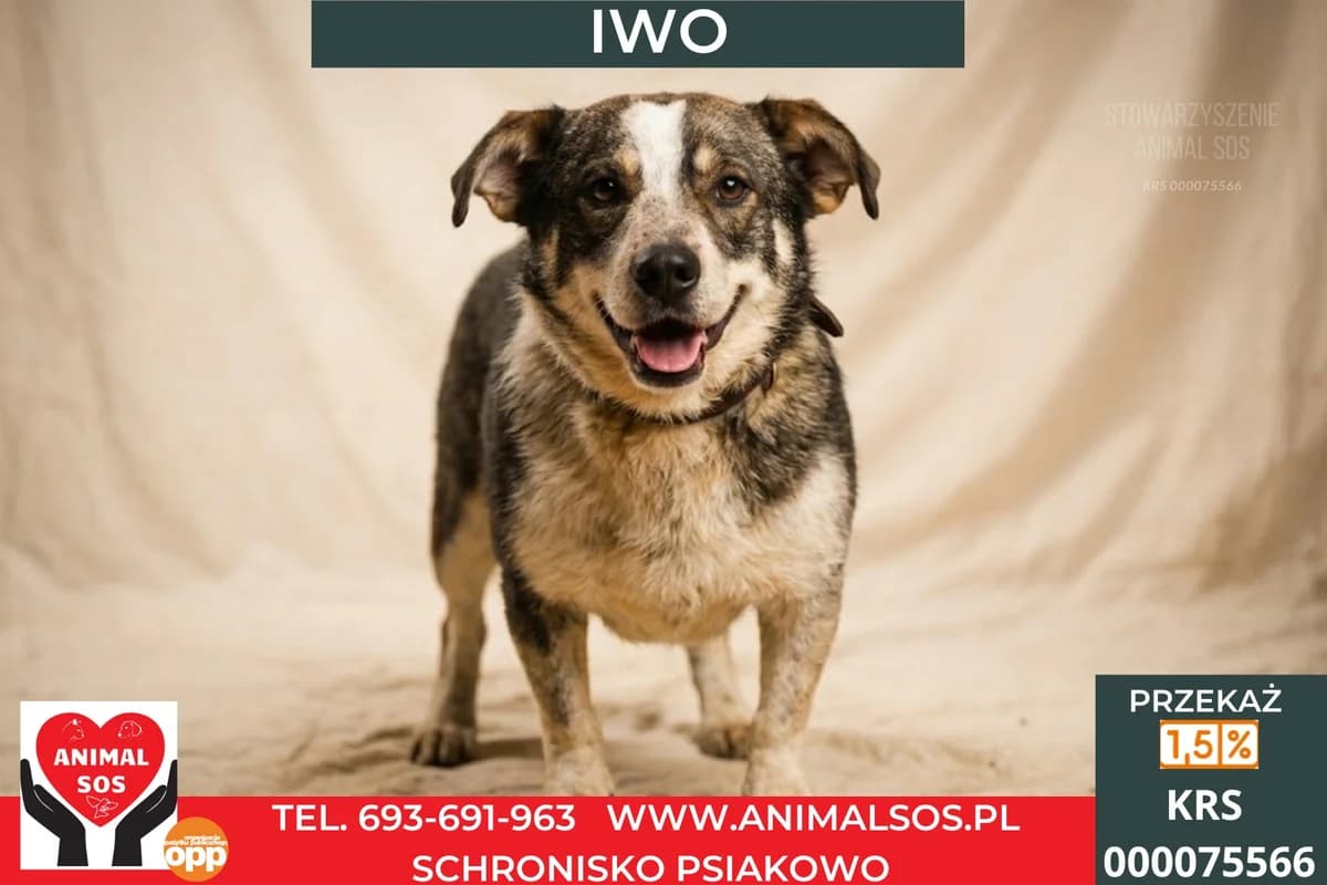IWO, male 3yo Mixed Breed for adoption at Animal Sos Psiakowo Centrum Adopcyjne, 99-423