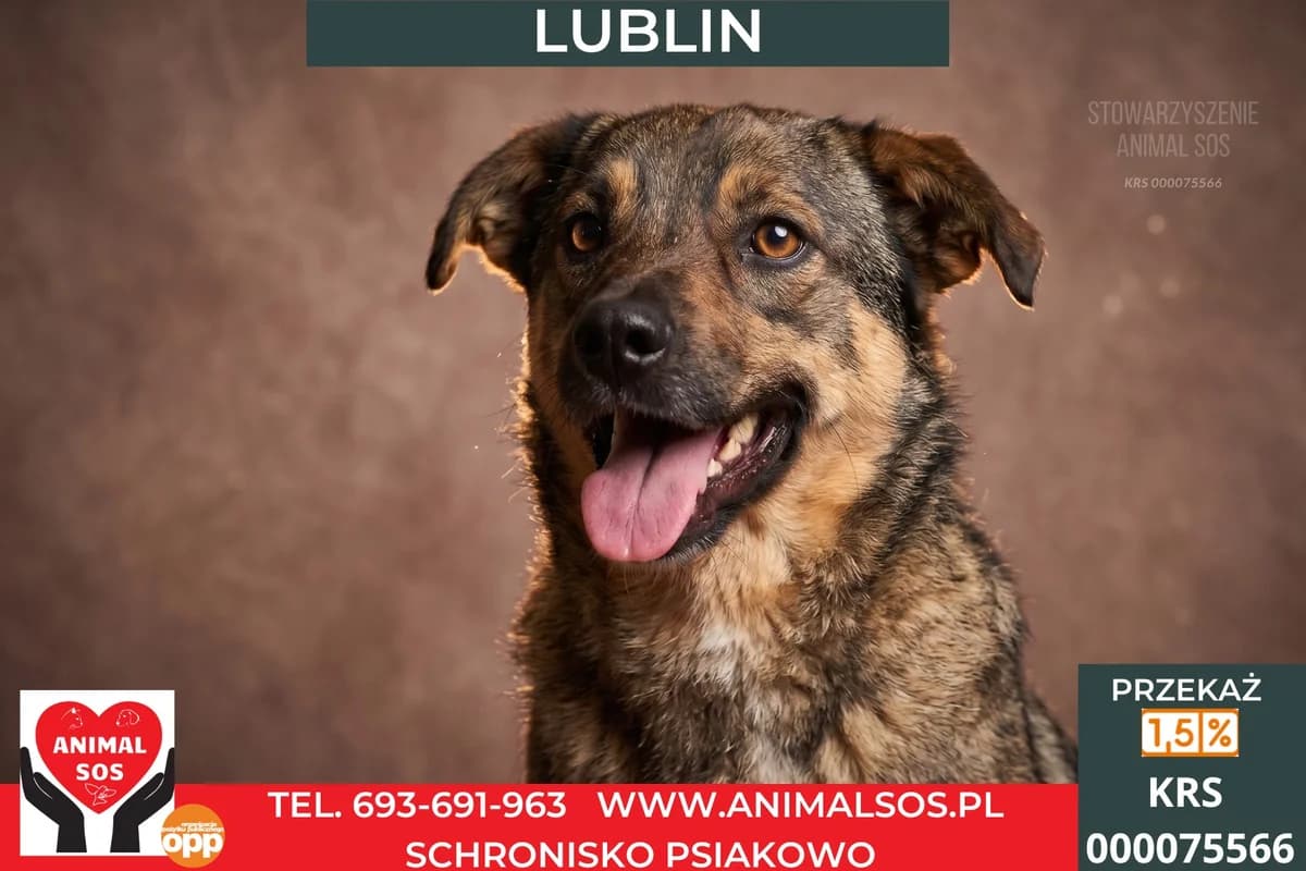 LUBLIN, male young Mixed Breed for adoption at Animal Sos Psiakowo Centrum Adopcyjne, 99-423