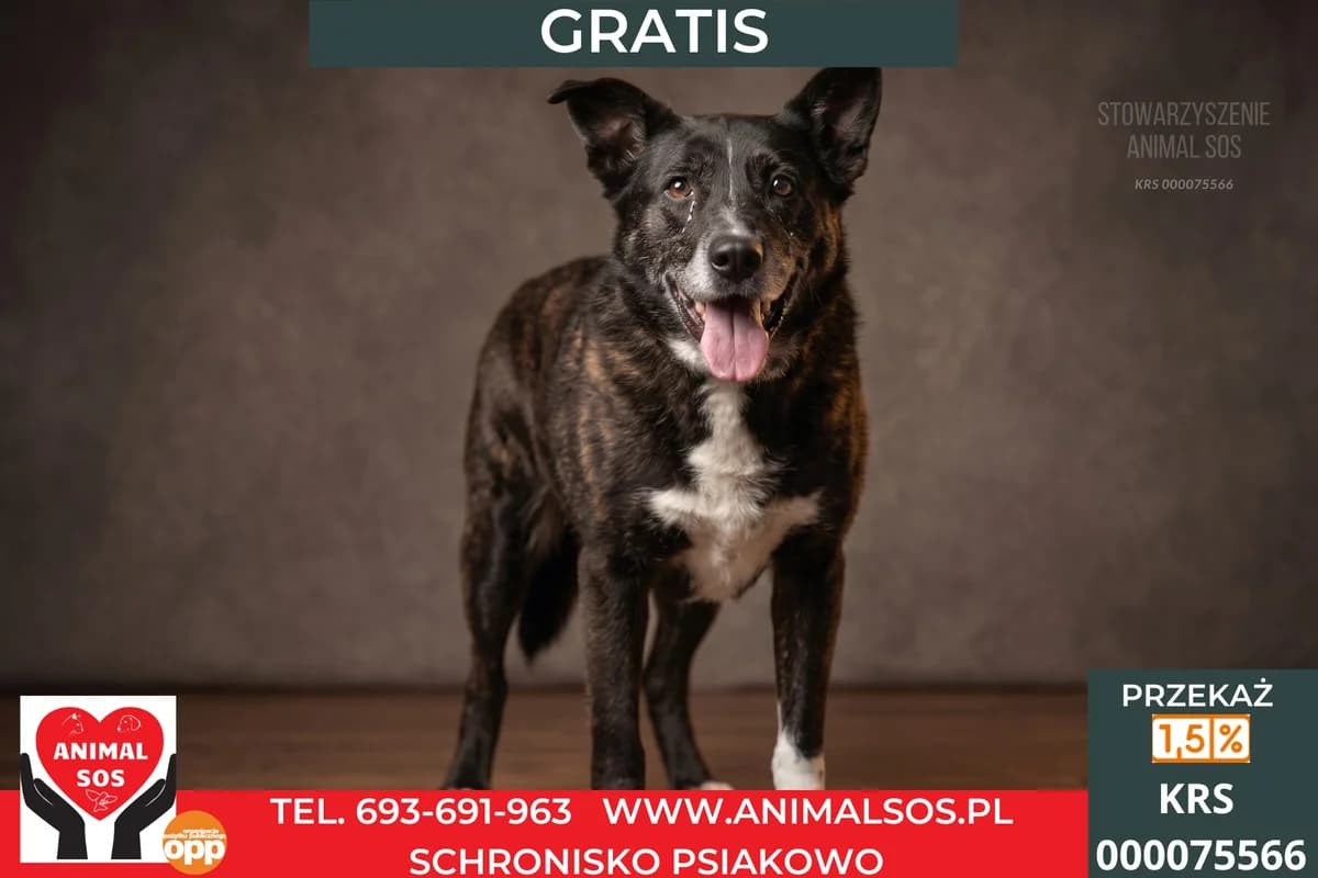 GRATIS, male senior Mixed Breed for adoption at Animal Sos Psiakowo Centrum Adopcyjne, 99-423