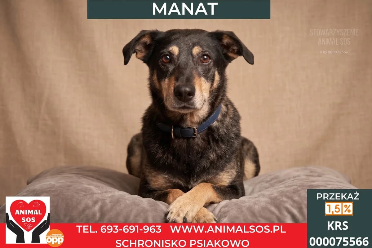 MANAT, male senior Mixed Breed for adoption at Animal Sos Psiakowo Centrum Adopcyjne, 99-423