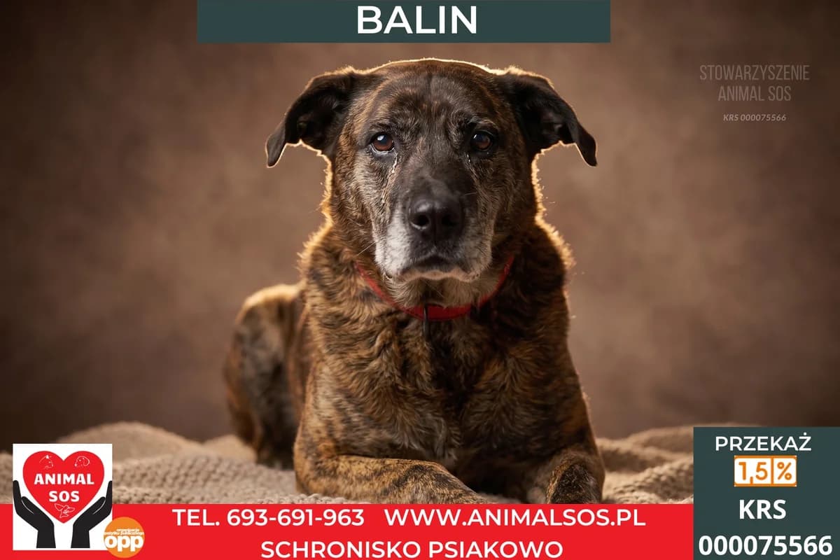 BALIN, Mixed Breed (Animal Sos Psiakowo Centrum Adopcyjne)