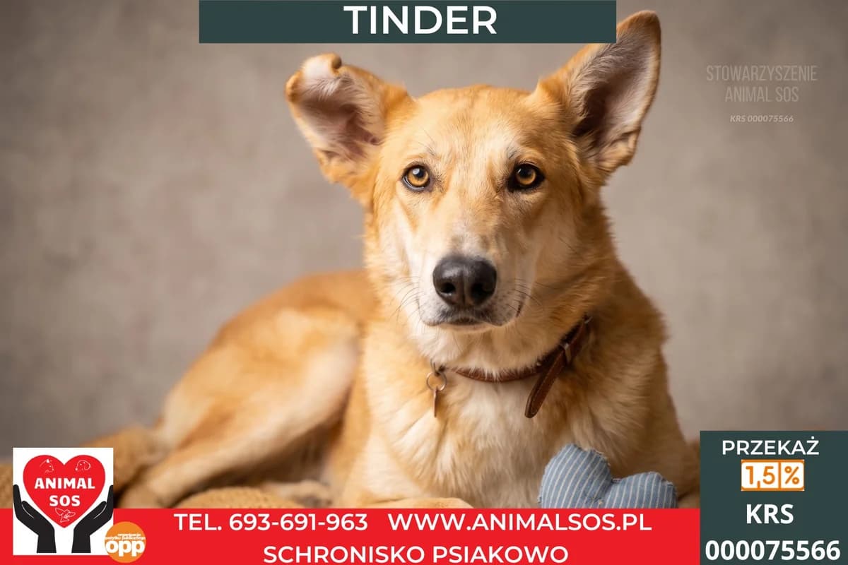 TINDER, male 3yo Mixed Breed for adoption at Animal Sos Psiakowo Centrum Adopcyjne, 99-423