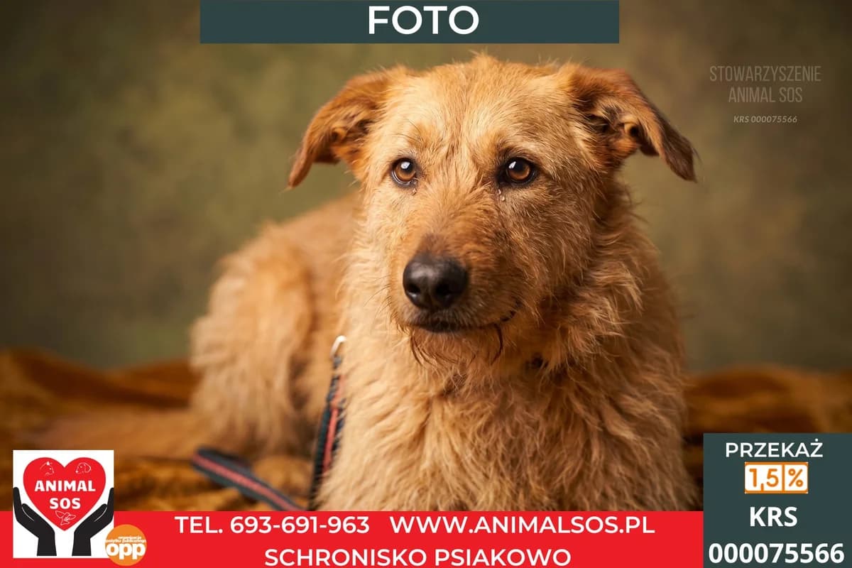 FOTO, Mixed Breed (Animal Sos Psiakowo Centrum Adopcyjne)