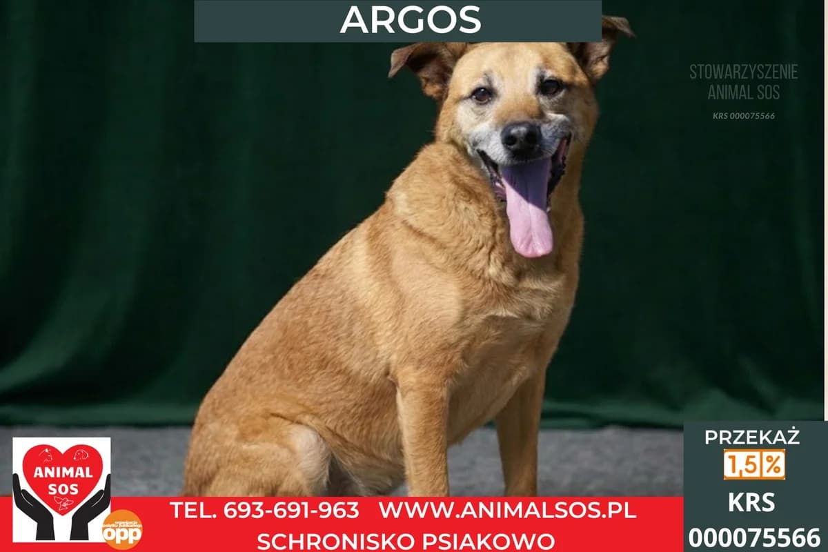 ARGOS, male senior Mixed Breed for adoption at Animal Sos Psiakowo Centrum Adopcyjne, 99-423
