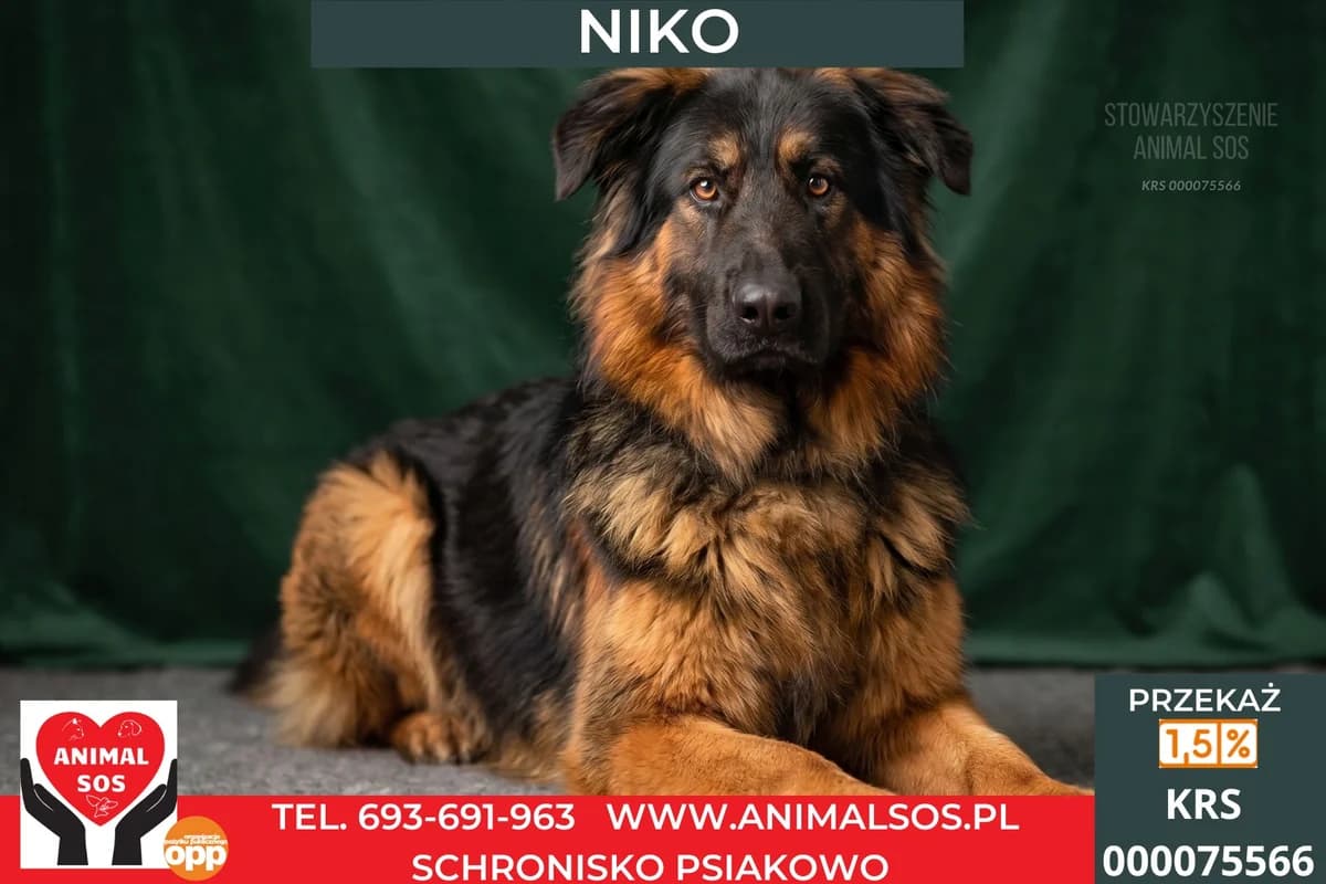 NIKO, male young Mixed Breed for adoption at Animal Sos Psiakowo Centrum Adopcyjne, 99-423