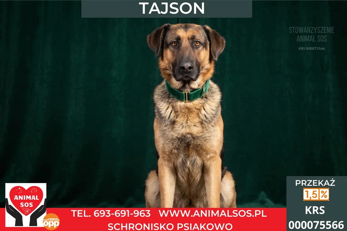 TAJSON, male Mixed Breed for adoption at Animal Sos Psiakowo Centrum Adopcyjne, 99-423