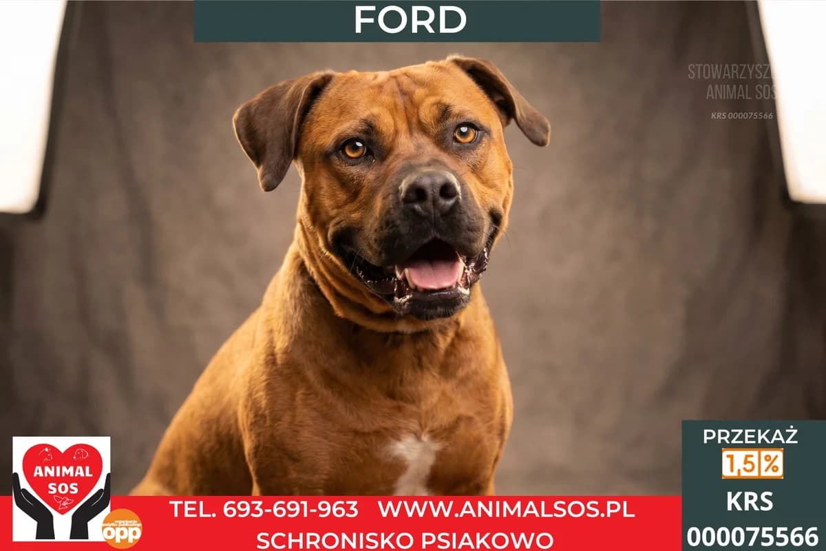 FORD, male Mixed Breed for adoption at Animal Sos Psiakowo Centrum Adopcyjne, 99-423