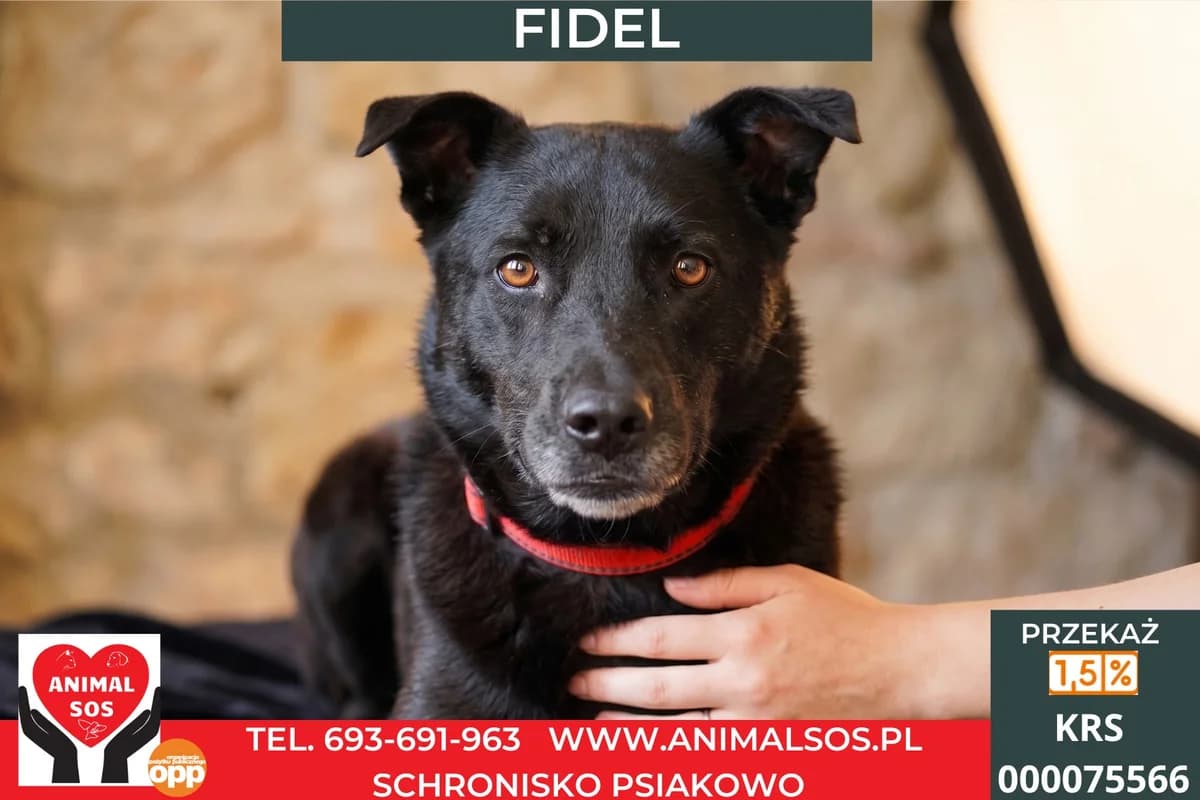 FIDEL, male Mixed Breed for adoption at Animal Sos Psiakowo Centrum Adopcyjne, 99-423