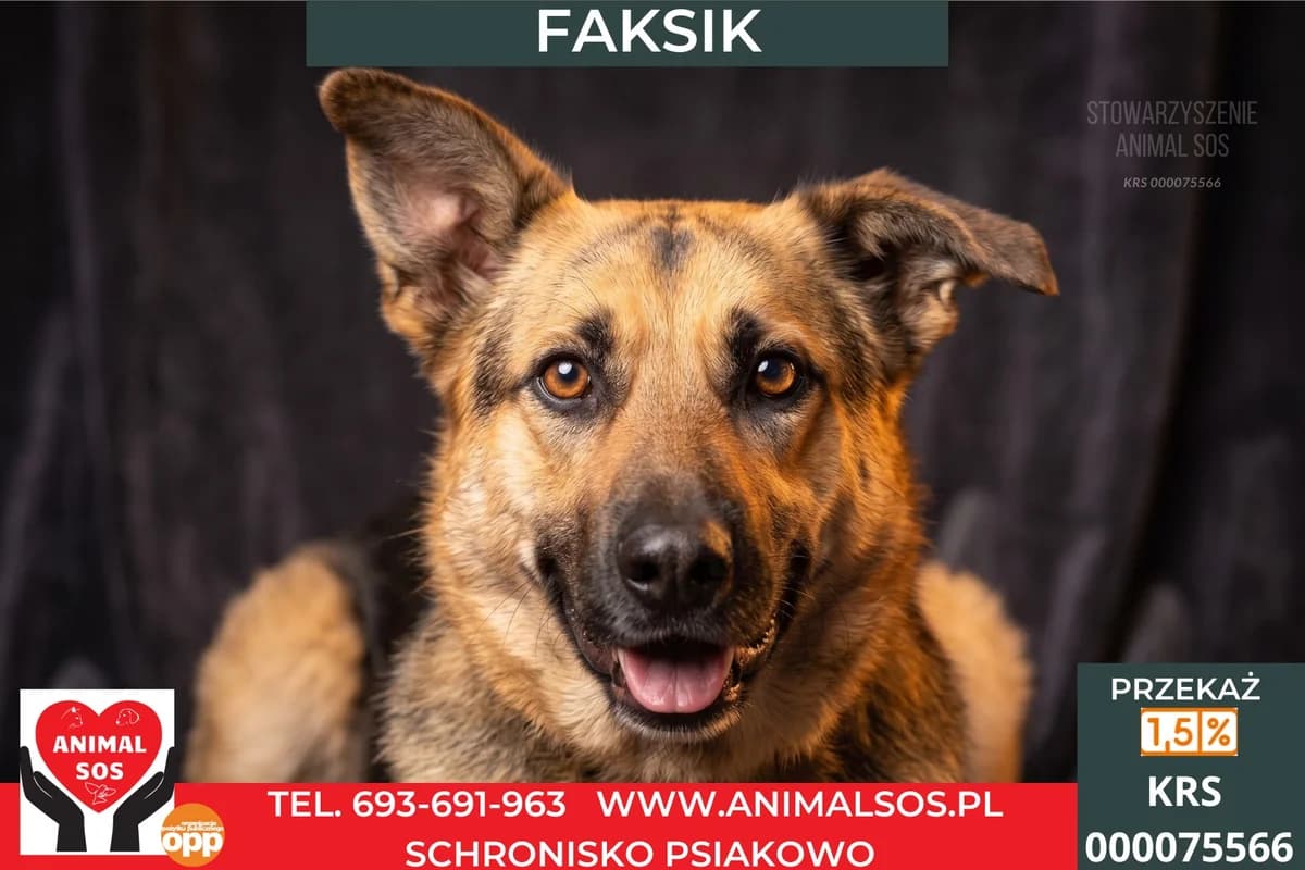 FAKSIK, male Mixed Breed for adoption at Animal Sos Psiakowo Centrum Adopcyjne, 99-423