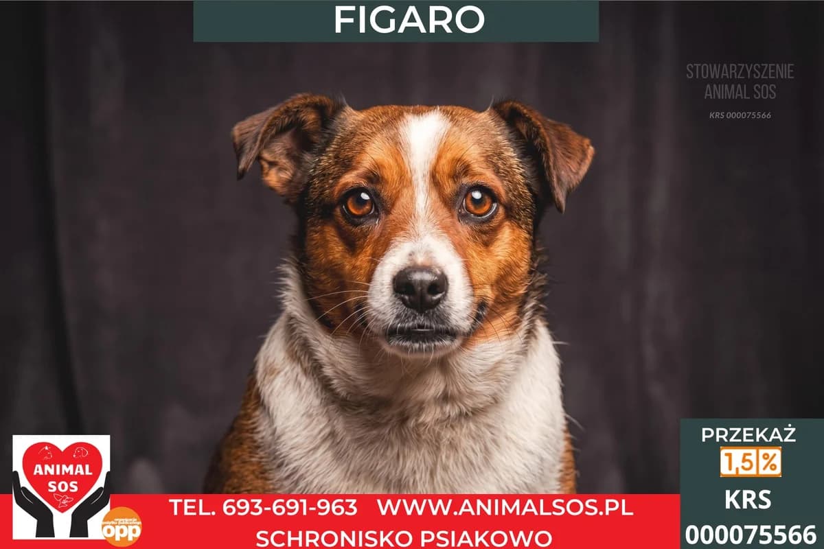 FIGARO, male Mixed Breed for adoption at Animal Sos Psiakowo Centrum Adopcyjne, 99-423