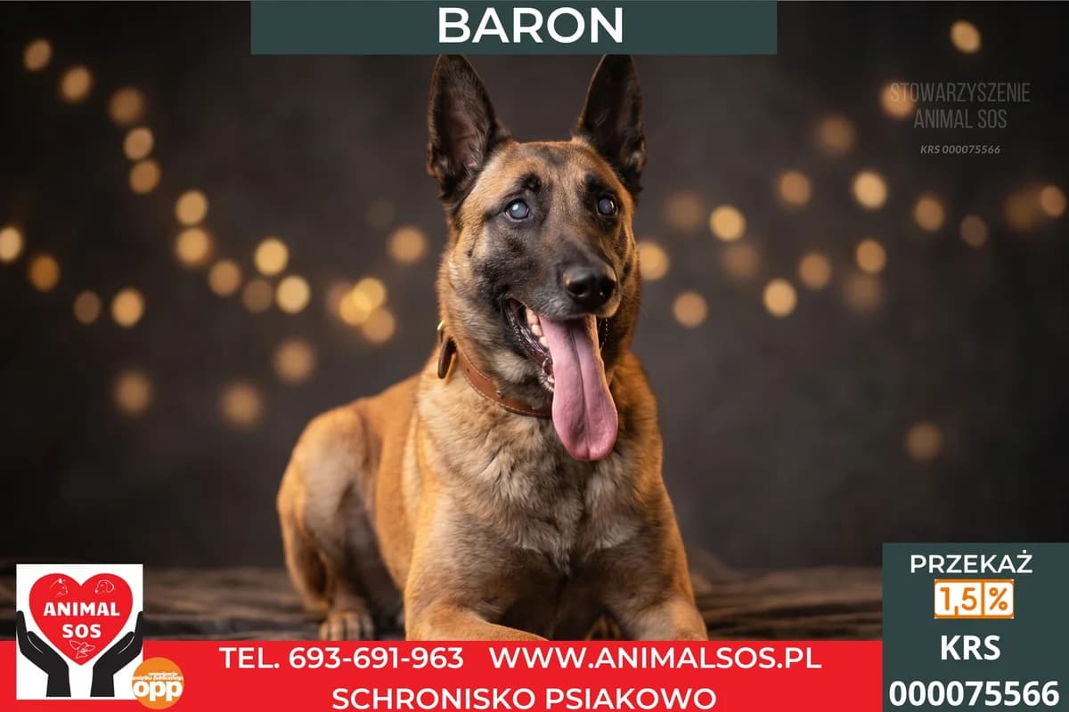 BARON – PIES NIEWIDOMY, male senior Mixed Breed for adoption at Animal Sos Psiakowo Centrum Adopcyjne, 99-423