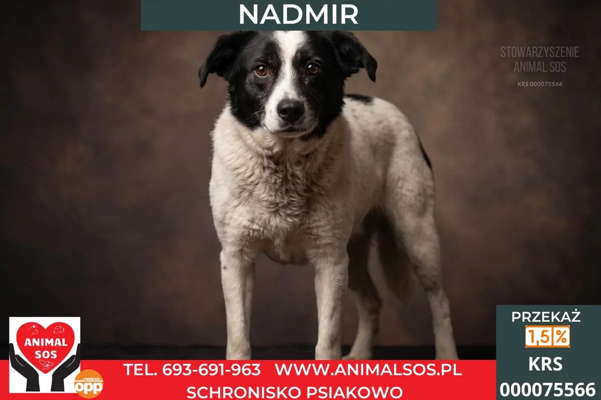 NADMIR, male 5yo Mixed Breed for adoption at Animal Sos Psiakowo Centrum Adopcyjne, 99-423