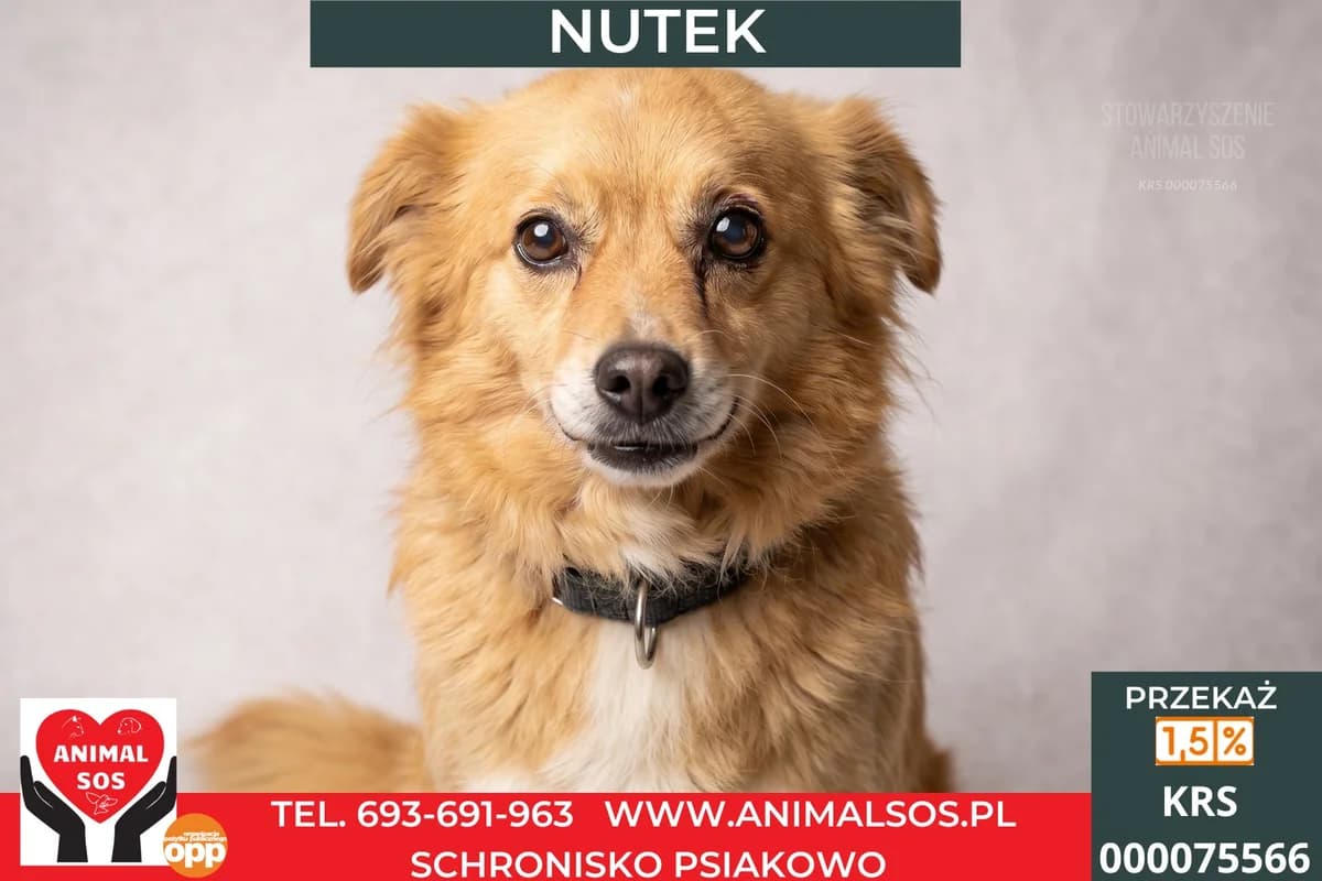 NUTEK, male young Mixed Breed for adoption at Animal Sos Psiakowo Centrum Adopcyjne, 99-423