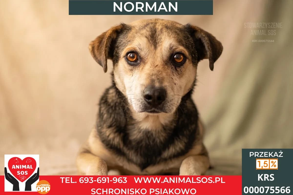 NORMAN, male senior Mixed Breed for adoption at Animal Sos Psiakowo Centrum Adopcyjne, 99-423
