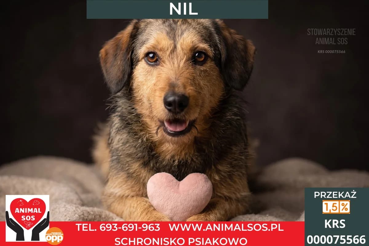NIL, male young Mixed Breed for adoption at Animal Sos Psiakowo Centrum Adopcyjne, 99-423