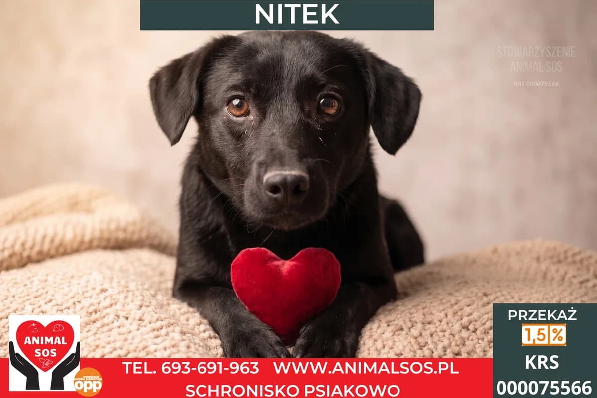 NITEK, male 3yo Mixed Breed for adoption at Animal Sos Psiakowo Centrum Adopcyjne, 99-423