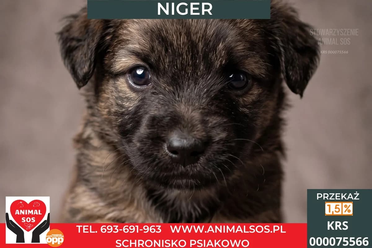 NIGER, male puppy Mixed Breed for adoption at Animal Sos Psiakowo Centrum Adopcyjne, 99-423