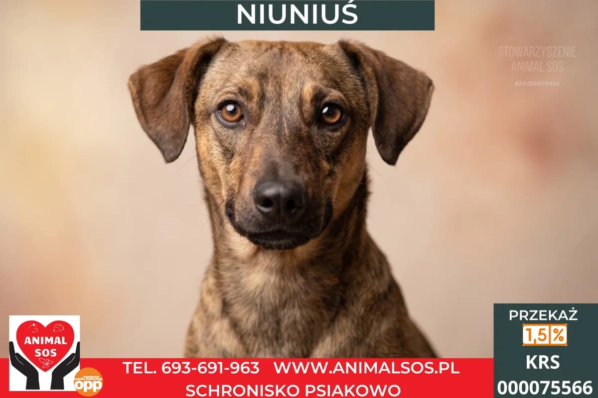 NIUNIUŚ, male puppy Mixed Breed for adoption at Animal Sos Psiakowo Centrum Adopcyjne, 99-423
