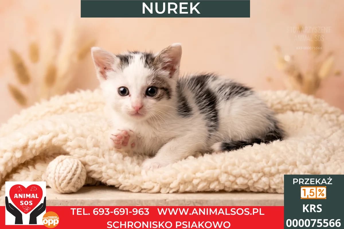 NUREK, male puppy Mixed Breed for adoption at Animal Sos Psiakowo Centrum Adopcyjne, 99-423