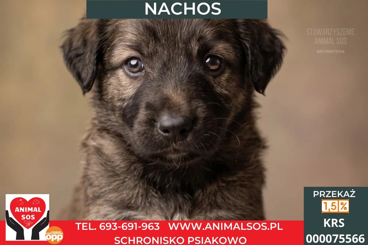 NACHOS, male puppy Mixed Breed for adoption at Animal Sos Psiakowo Centrum Adopcyjne, 99-423