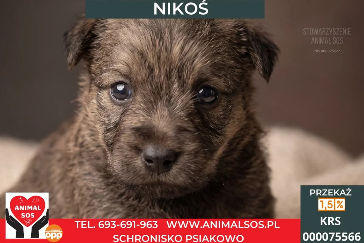 NIKOŚ, male puppy Mixed Breed for adoption at Animal Sos Psiakowo Centrum Adopcyjne, 99-423
