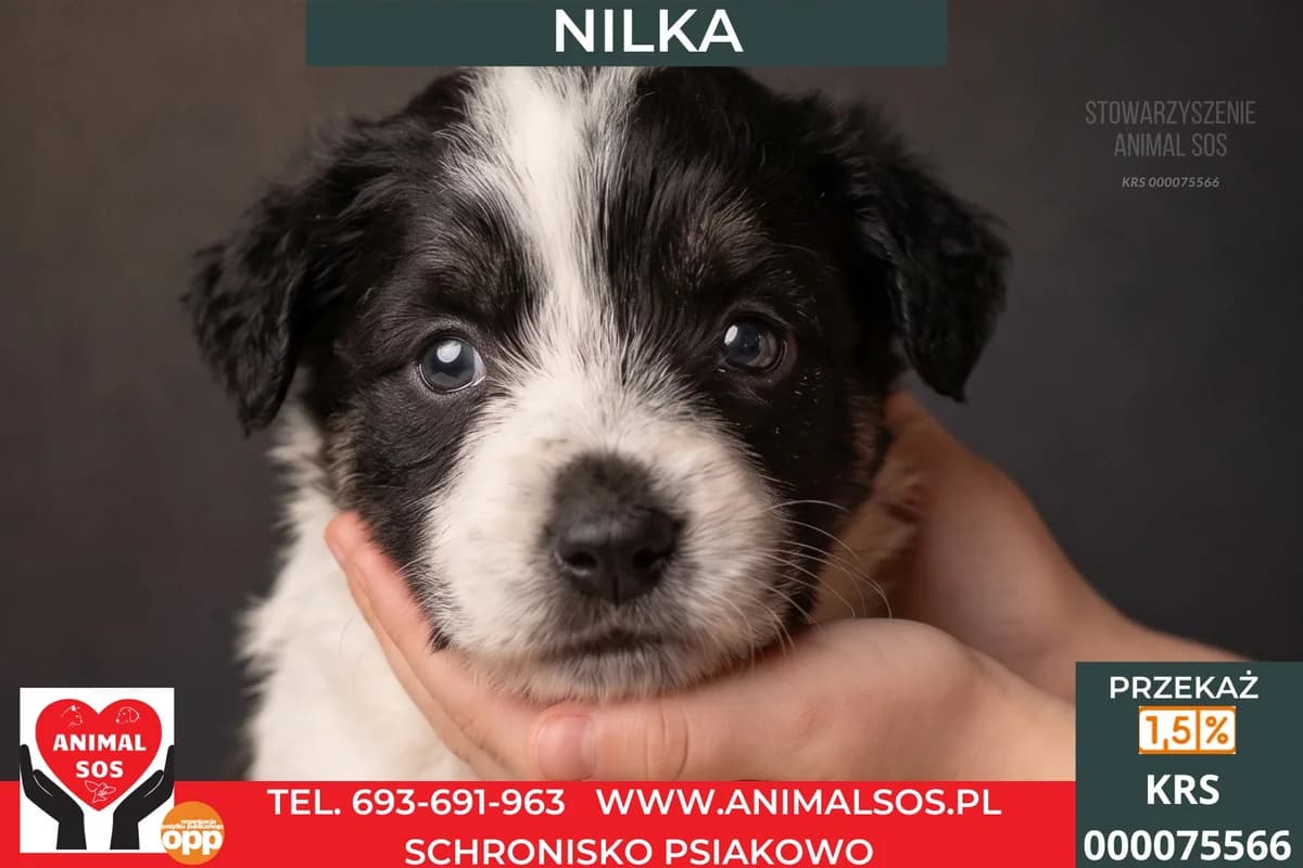 NILKA, female puppy Mixed Breed for adoption at Animal Sos Psiakowo Centrum Adopcyjne, 99-423