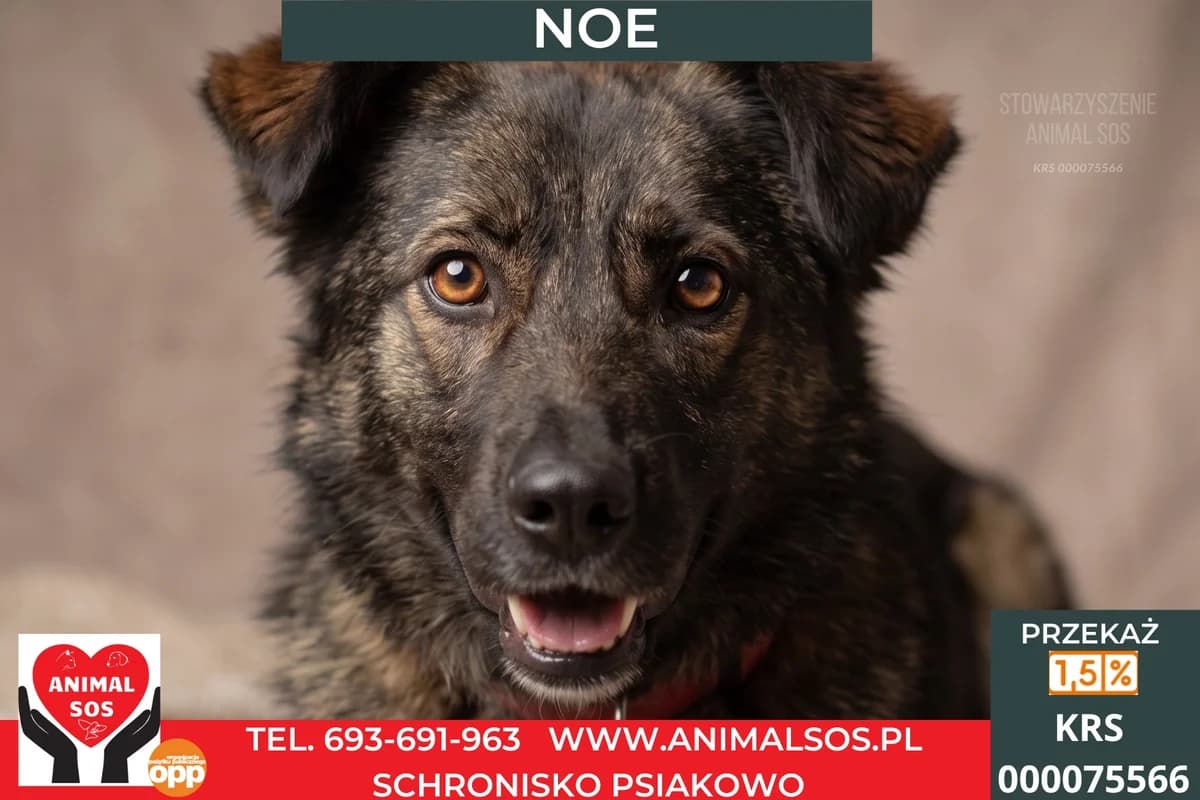 NOE, male 3yo Mixed Breed for adoption at Animal Sos Psiakowo Centrum Adopcyjne, 99-423