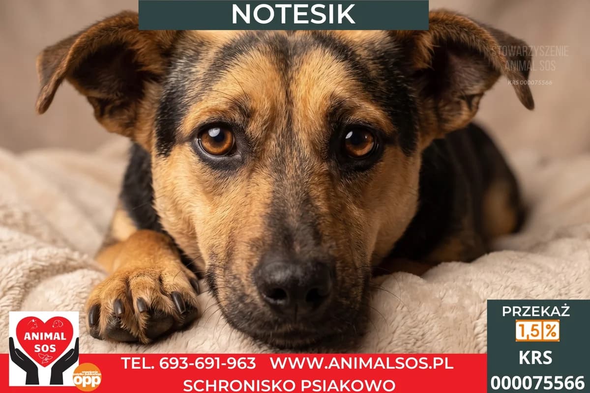 NOTESIK, male young Mixed Breed for adoption at Animal Sos Psiakowo Centrum Adopcyjne, 99-423