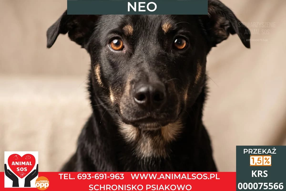 NEO, male young Mixed Breed for adoption at Animal Sos Psiakowo Centrum Adopcyjne, 99-423