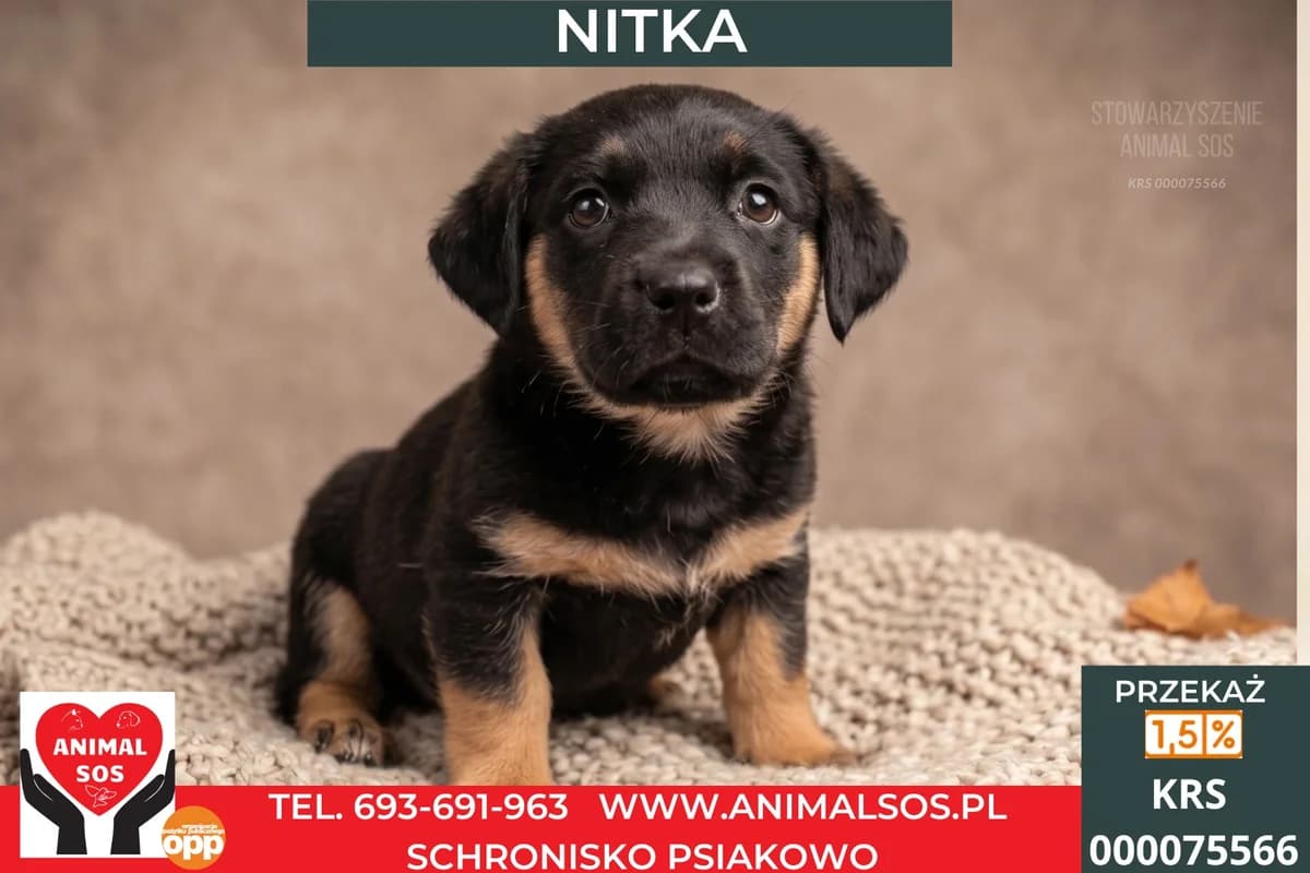 NITKA, female puppy Mixed Breed for adoption at Animal Sos Psiakowo Centrum Adopcyjne, 99-423