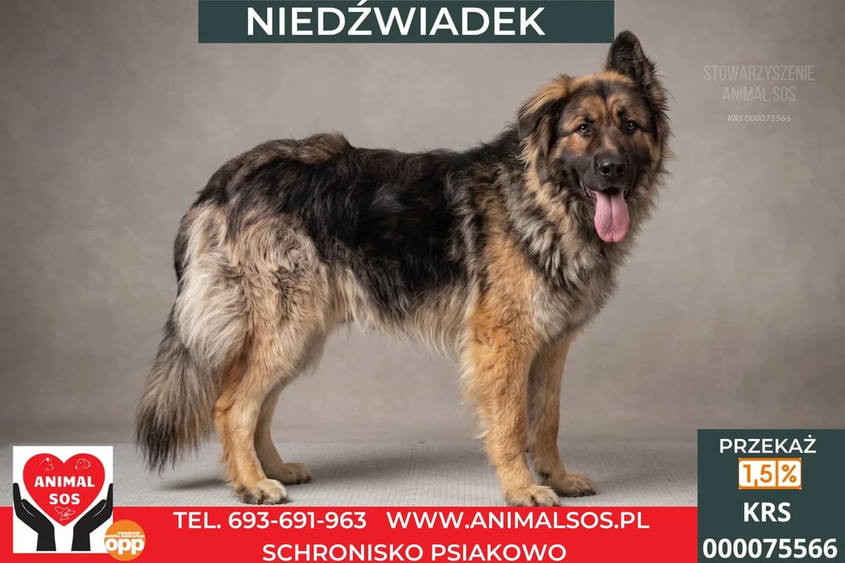NIEDŹWIADEK, male young Mixed Breed for adoption at Animal Sos Psiakowo Centrum Adopcyjne, 99-423