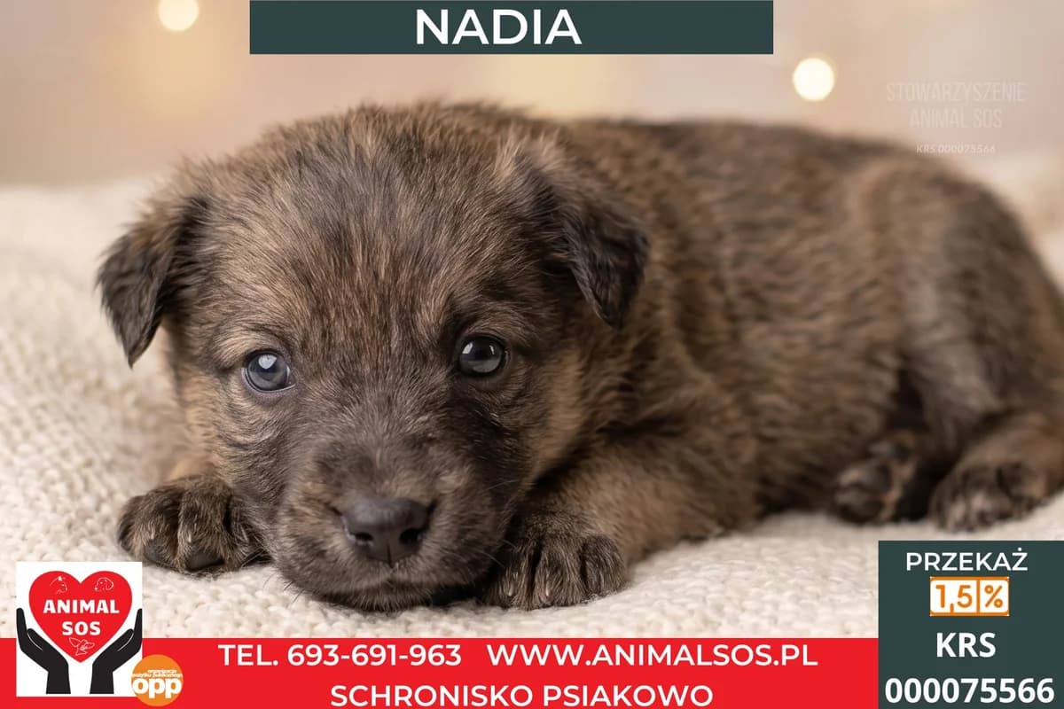 NADIA, female puppy Mixed Breed for adoption at Animal Sos Psiakowo Centrum Adopcyjne, 99-423