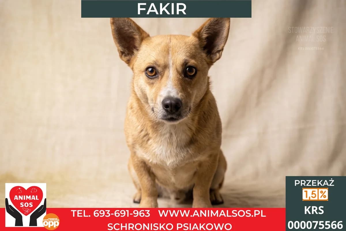 FAKIR, male 5yo Mixed Breed for adoption at Animal Sos Psiakowo Centrum Adopcyjne, 99-423