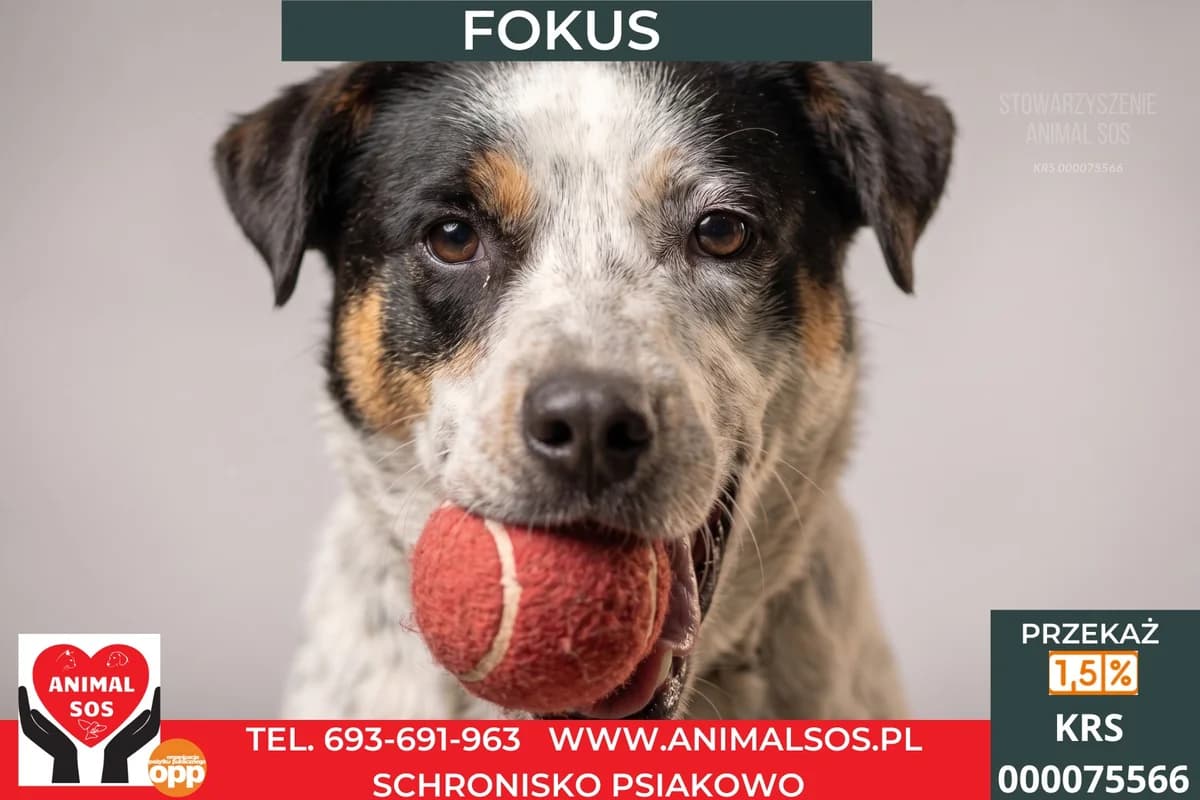 FOKUS, male 7yo Mixed Breed for adoption at Animal Sos Psiakowo Centrum Adopcyjne, 99-423