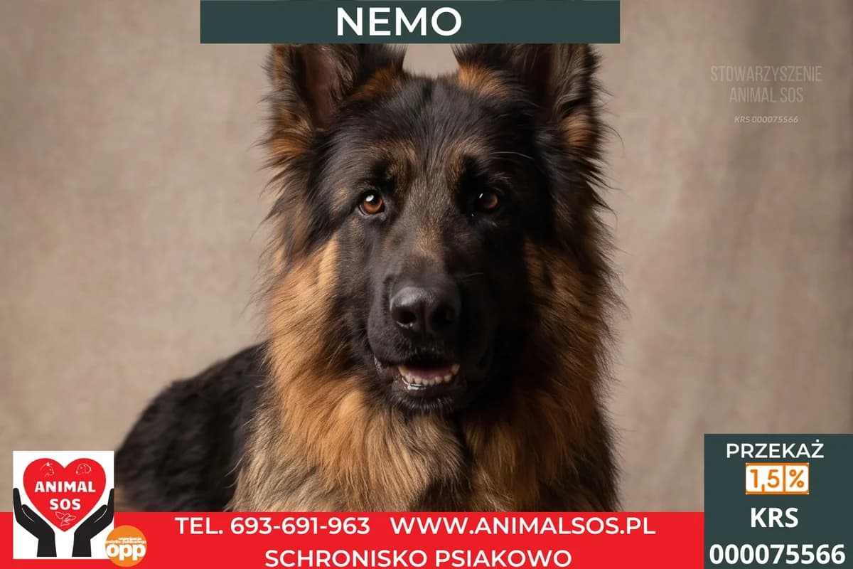 NEMO, male 3yo Mixed Breed for adoption at Animal Sos Psiakowo Centrum Adopcyjne, 99-423