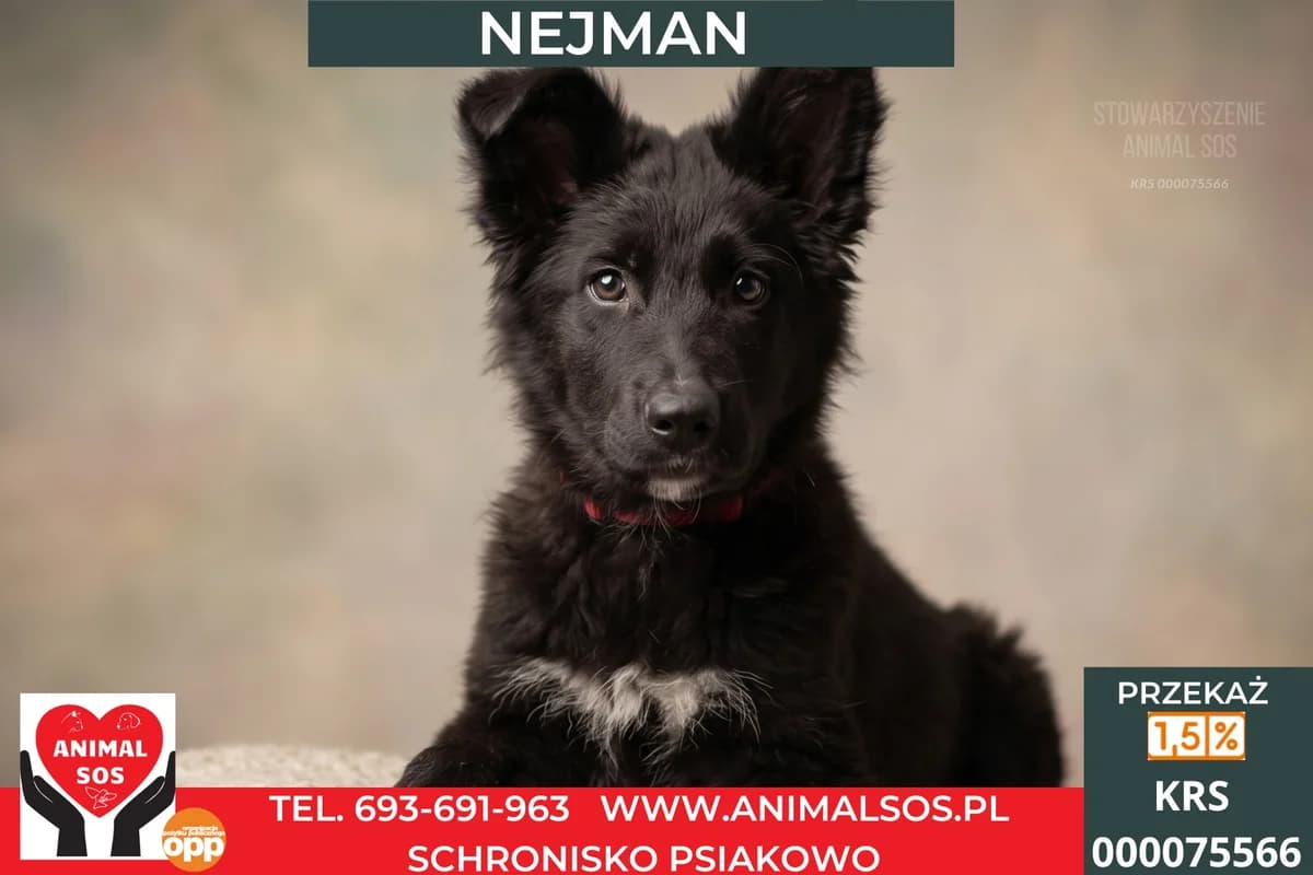 NEJMAN, male puppy Mixed Breed for adoption at Animal Sos Psiakowo Centrum Adopcyjne, 99-423