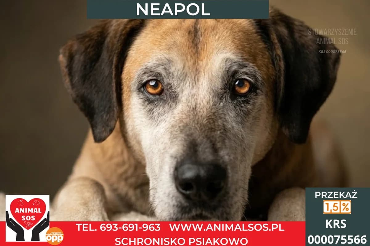 NEAPOL, male senior Mixed Breed for adoption at Animal Sos Psiakowo Centrum Adopcyjne, 99-423